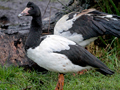 Magpie Goose